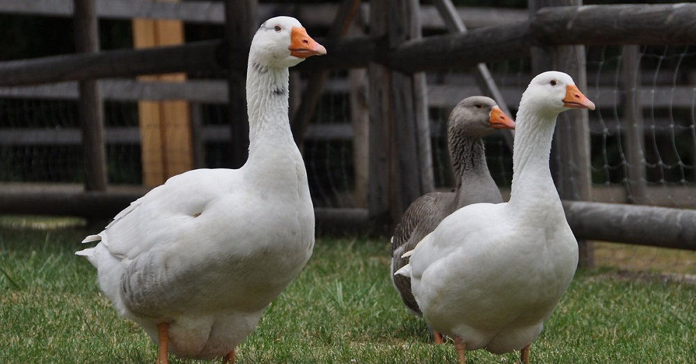 Keep Honking Goose Espionage