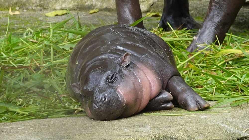 Moo Deng Born To Sleep World Is A Zoo