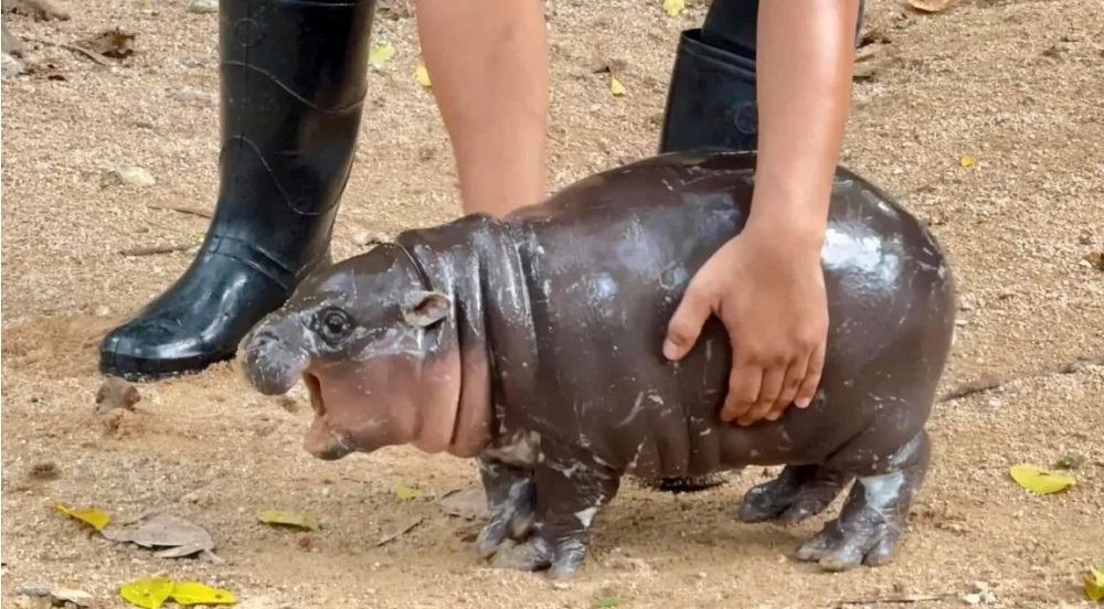 Moo Deng University Khao Kheow Open Zoo