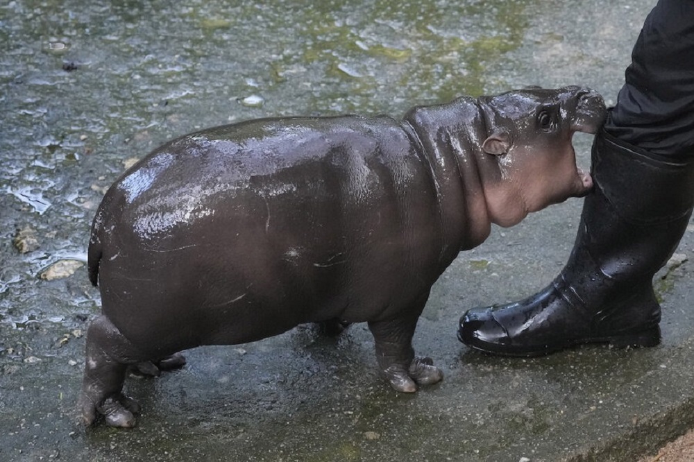 Moo Deng viral baby hippo