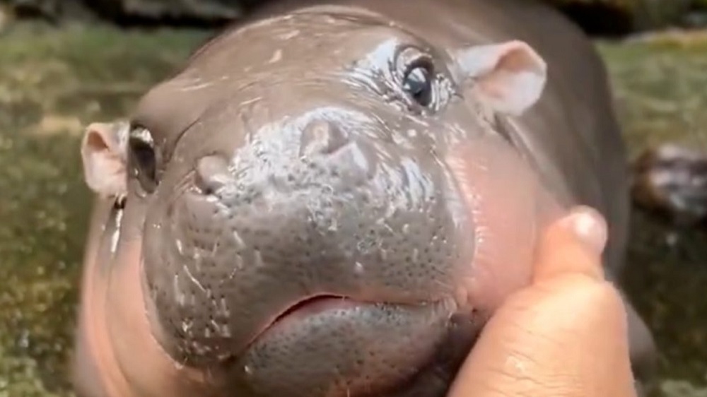 Teenage Moodeng Ninja Hippo Shirt 3 the lovely Moo Deng