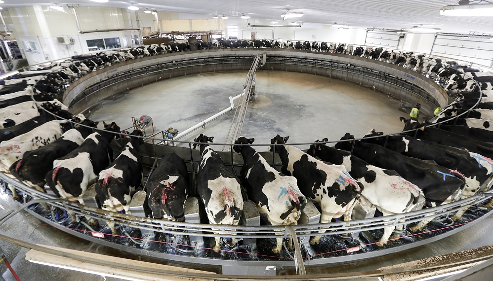 Wisconsin Milk Or Be Milked