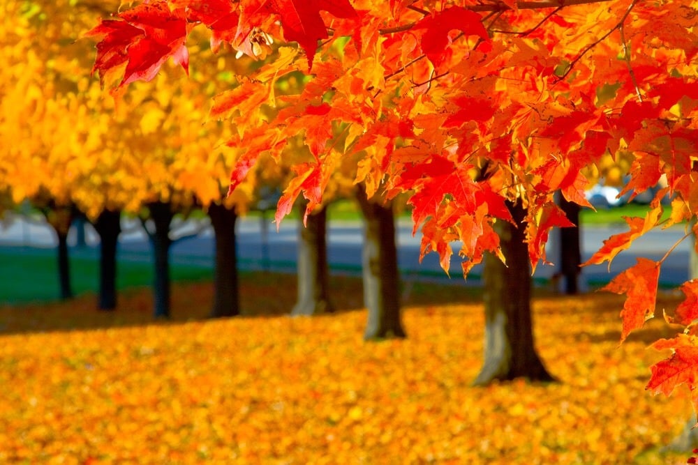 Maple leaf is the symbol of Canada