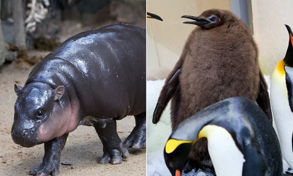 Moo Deng And Pesto Battle Destroy City Fire Scene T Shirt 3 Moo Deng And Pesto