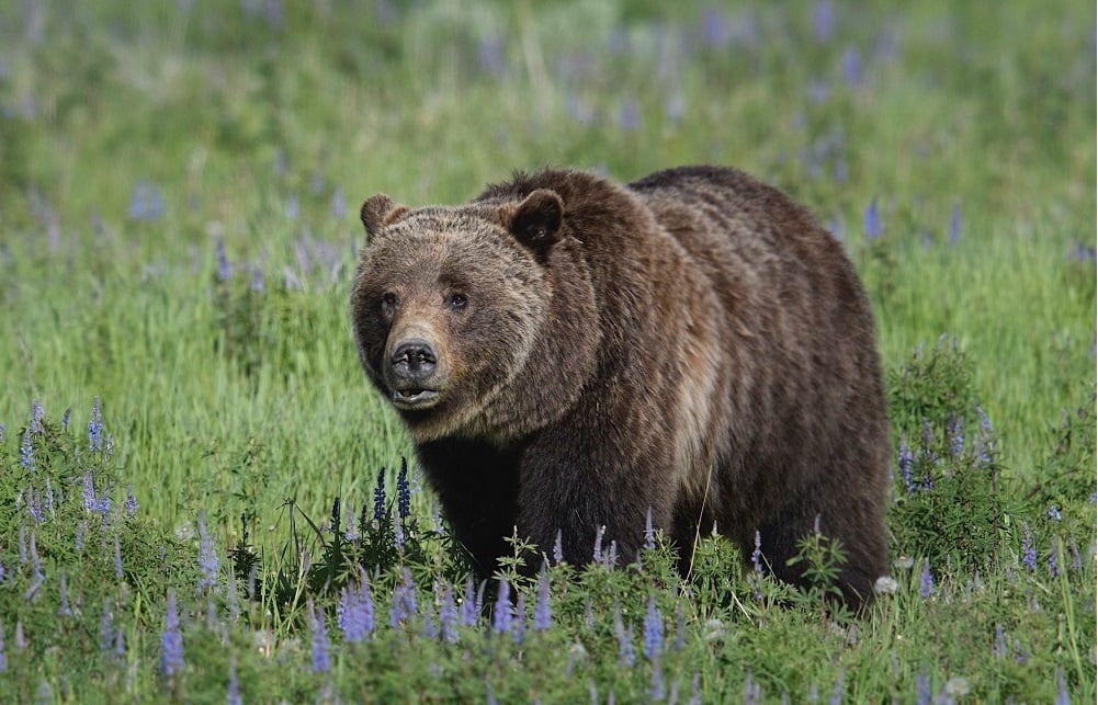 Queen Of The Tetons Grizzly 399 National Park 1996 2024 Shirt 8 Grizzly 399