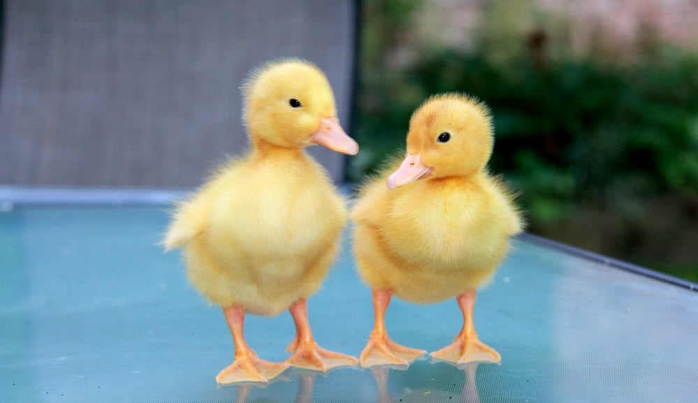 Duck Today Is Slap An Idiot Day I’m Gonna Be Busy T Shirt 8 Today Is Slap An Idiot Day I'm Gonna Be Busy