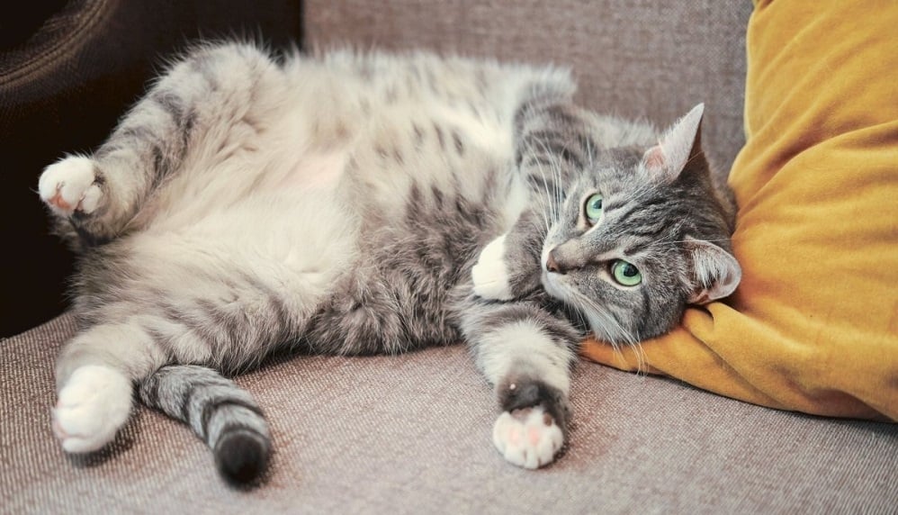 I Survived Today’s Tummy Ache Cat T Shirt 8 I Survived Today's Tummy Ache