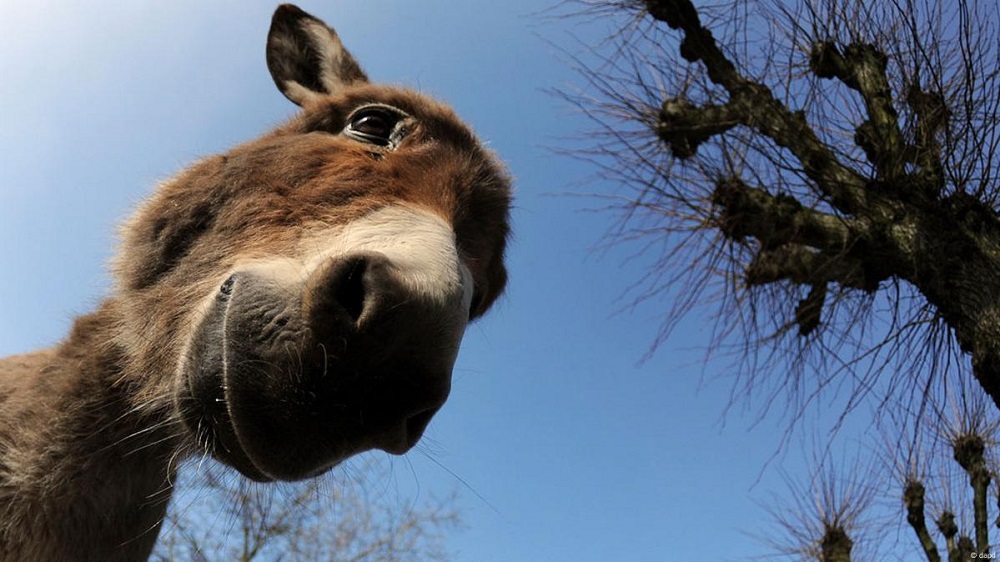 Donkey Pure Of Heart Dumb Of Ass Japanese T Shirt 8 Donkey Pure Of Heart Dumb Of Ass